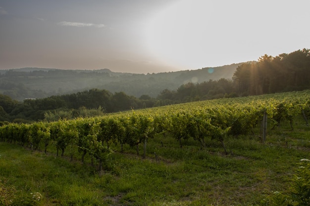 Campo di vigneti nel nord della spagna all'alba