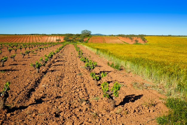vineyard fields in Extremadura of Spain