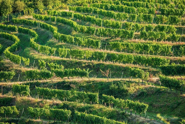 Photo vineyard fields in summer