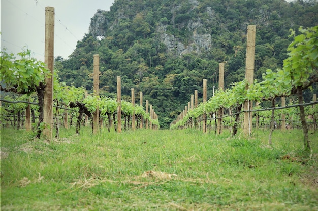 Vineyard grape in nature