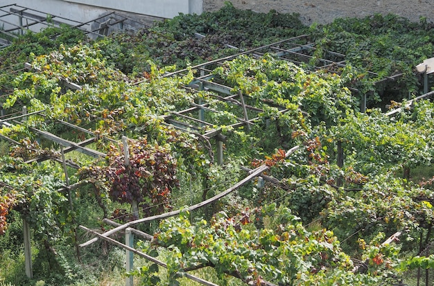 Vineyard grapevine plantation in Aosta Valley