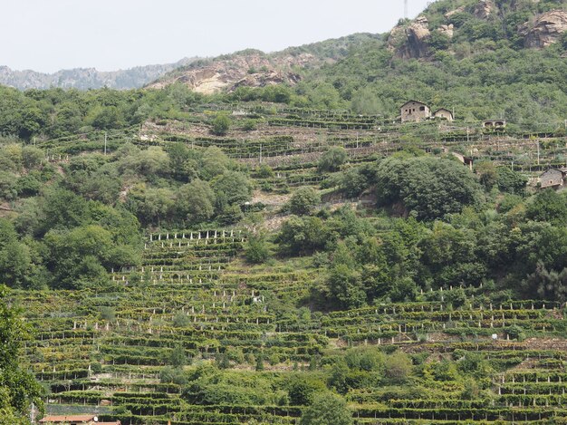 Vineyard grapevine plantation in Aosta Valley