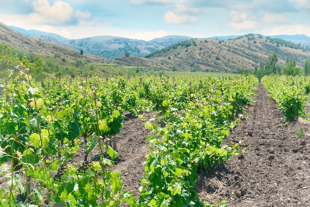 Vineyard and hills - green agricultural landscape