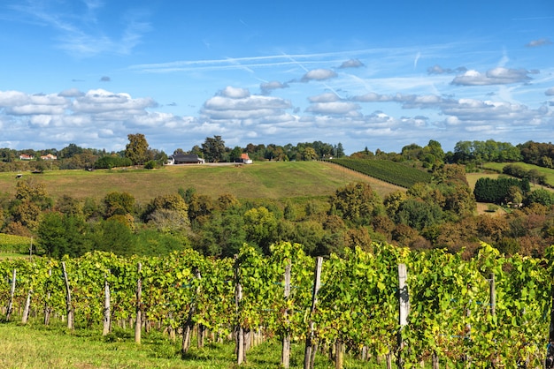 Vineyard of the Jurancon wine in the French Pyrenees