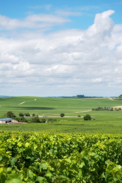 Vineyard landscape under blue sky and clouds, Montagne de Reims, France