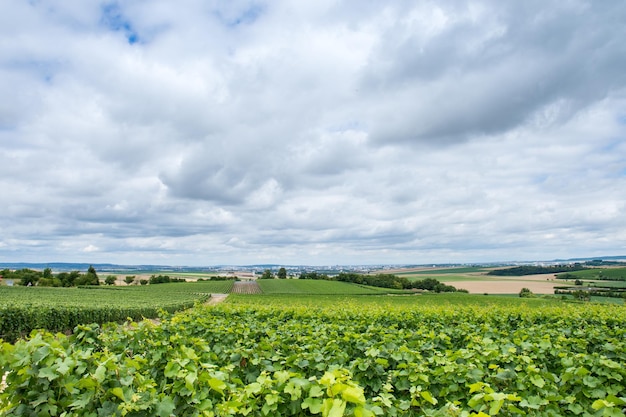 Vineyard landscape of Montagne de Reims, France