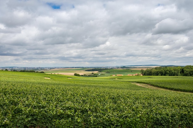 Vineyard landscape of Montagne de Reims, France