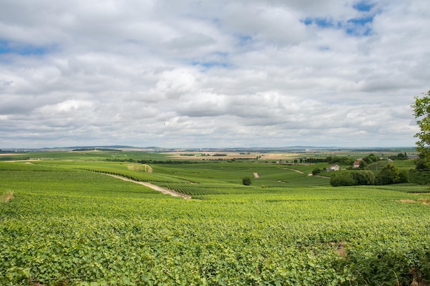 Vineyard landscape of Montagne de Reims, France