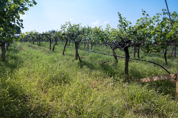 Paesaggio di vigna in thailandia