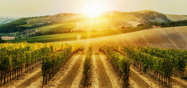 Paesaggio della vigna in toscana, italia.