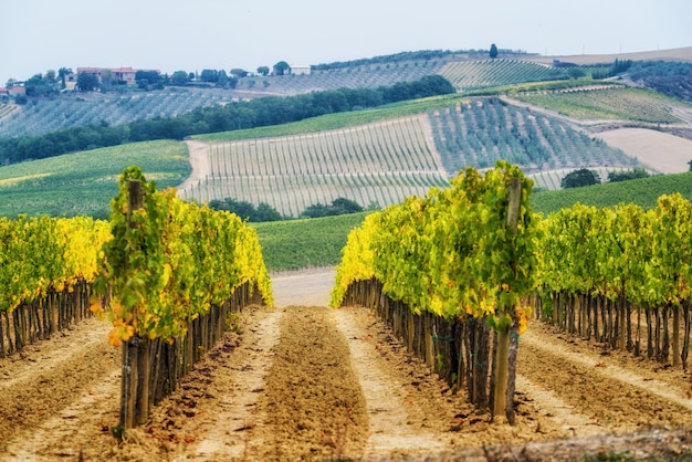 Vineyard landscape in Tuscany of Italy