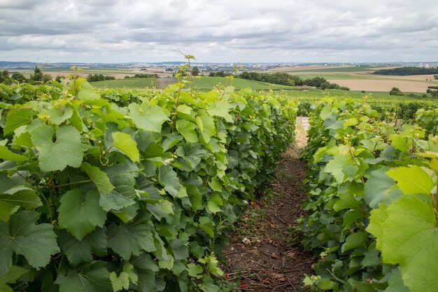 Пейзаж виноградника с домами на горизонте, Монтань-де-Реймс, Франция