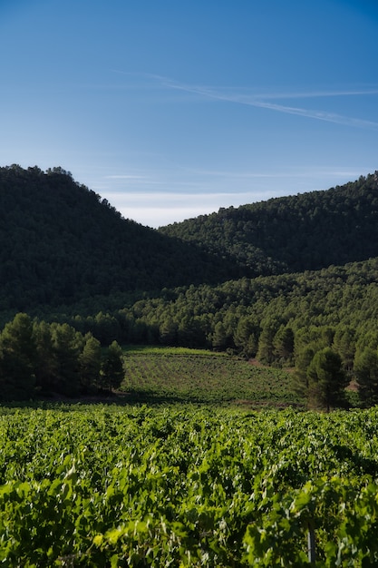 Vineyard landscape