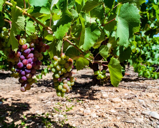 Vineyard in Languedoc-Roussillon province in France