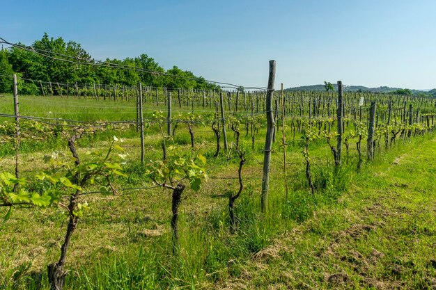 Foto vigneto alla fine della primavera in istria slovena