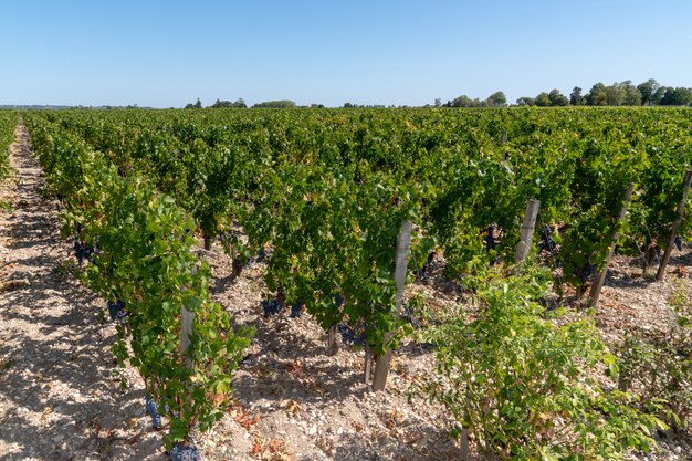 Vineyard in Margaux castle in France