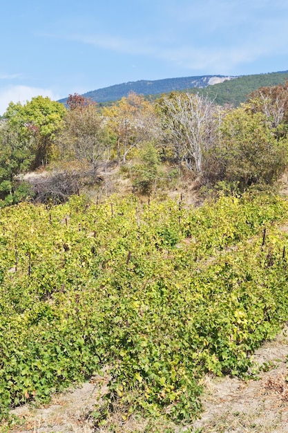 Foto vigneto nella regione di massandra in crimea