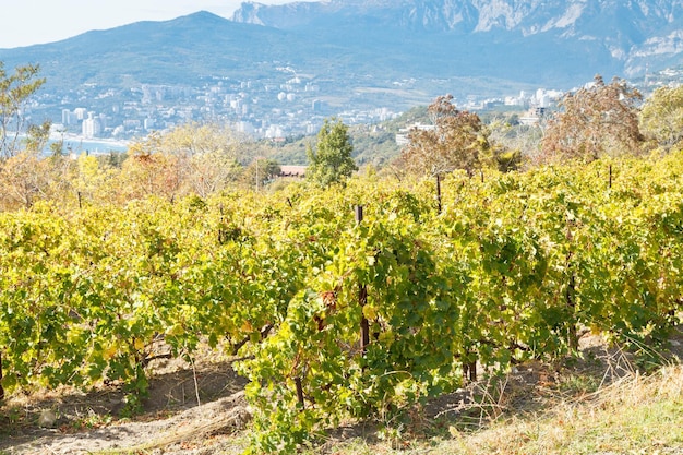 Vigneto nella regione di massandra della costa meridionale della crimea