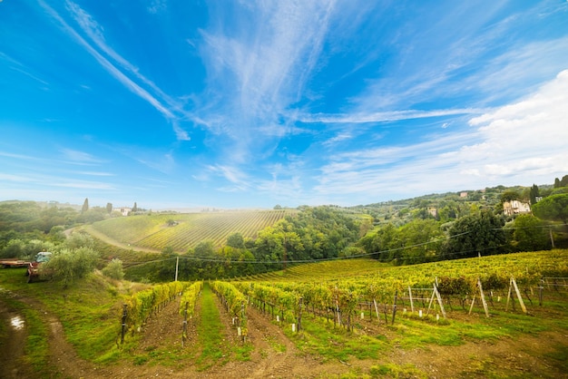 Vineyard in Montalcino