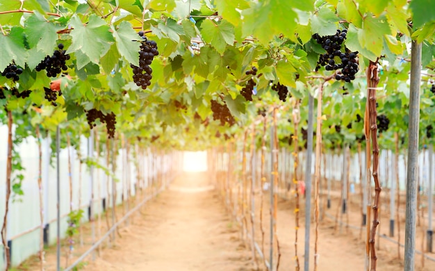 vineyard in the morning