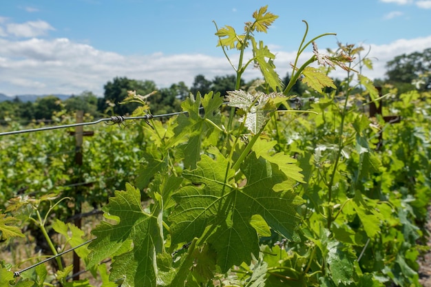 Vigneto nella napa valley contea di napa nel paesaggio dei vigneti della regione vinicola della california