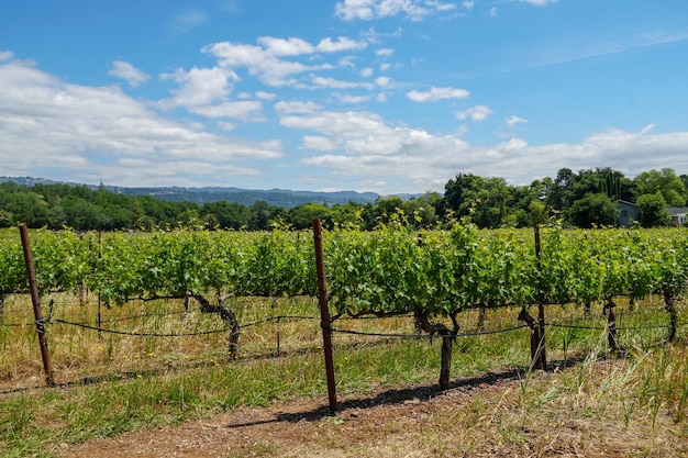 Vineyard in Napa Valley Napa County in California's Wine Country Vineyards landscape