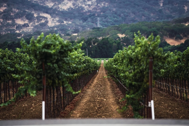 Photo vineyard in napa