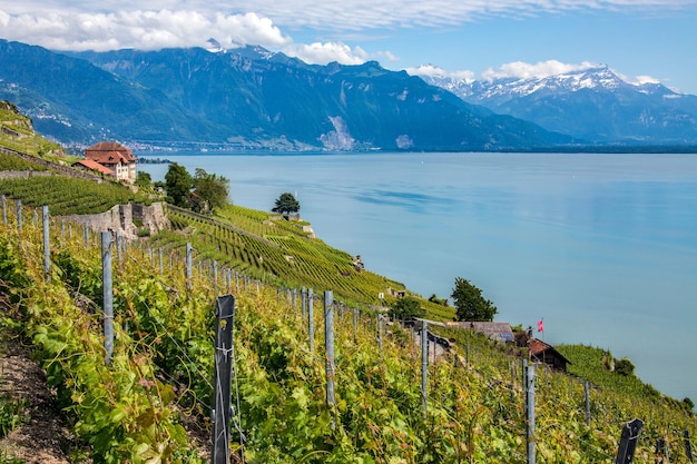 Vineyard near st saphorin lake geneva switzerland