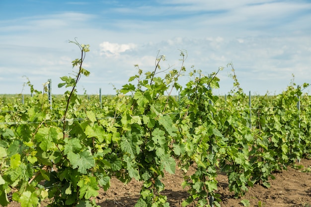 Vineyard plantation rows