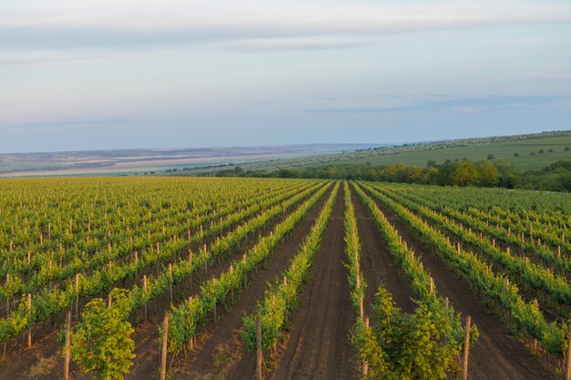 Vineyard plantation in summer. Green growing vine formed by bushes.