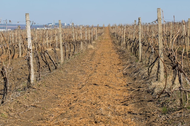 Vineyard plantation in summer Green growing vine formed by bushes