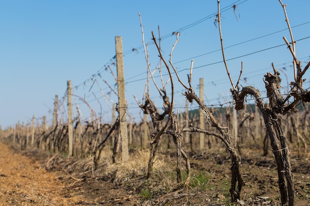 Vineyard plantation in summer Green growing vine formed by bushes