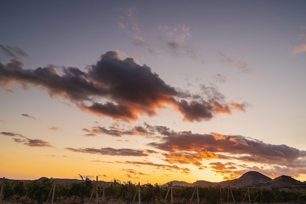 Vineyard plantations under the orange sunset sky