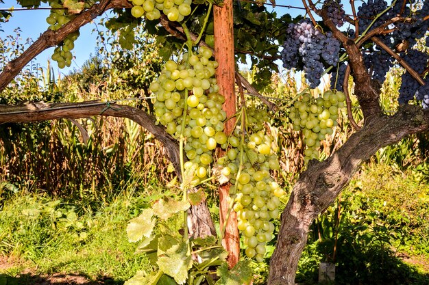 Vineyard Ready to Produce Wine