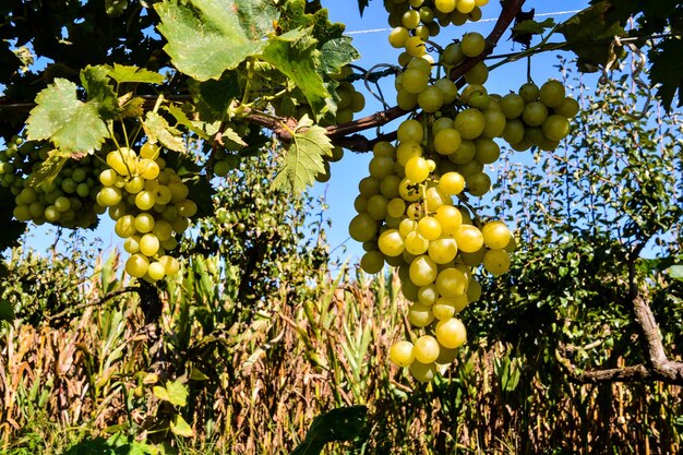 Vineyard Ready to Produce Wine