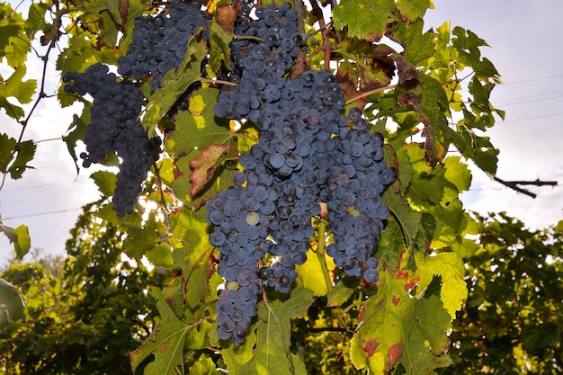 Foto la vigna pronta a produrre vino