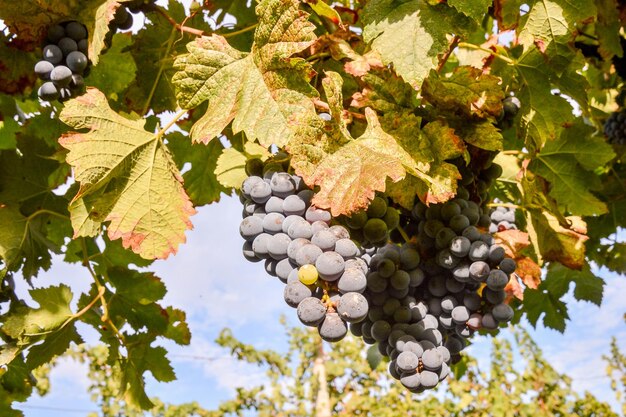 Vineyard Ready to Produce Wine