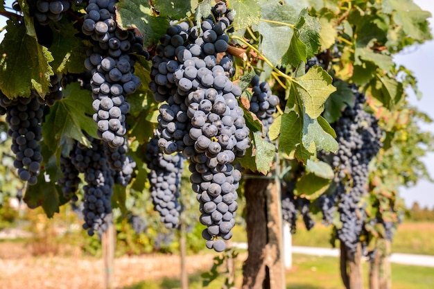 Vineyard Ready to Produce Wine