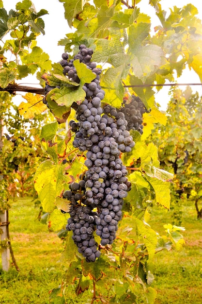 Vineyard Ready to Produce Wine