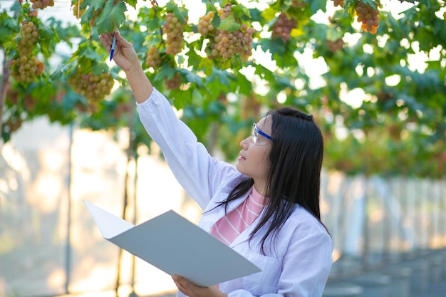 vineyard and ripe grapes Researcher working in vineyard research vine concept