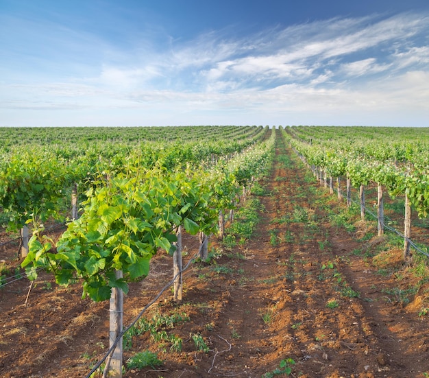 Vineyard rows nature