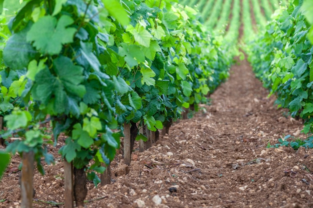 Vineyard rows on sunny day