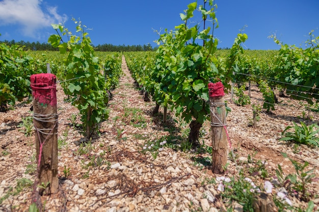 vineyard rows on sunny day