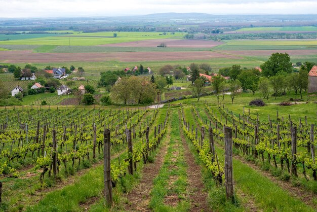 Vineyard Rows of vine grape in vineyards in spring