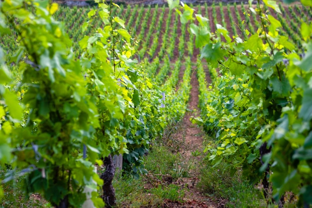 vineyard scenic landscape