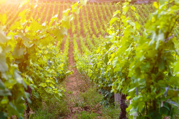 Paesaggio scenico della vigna