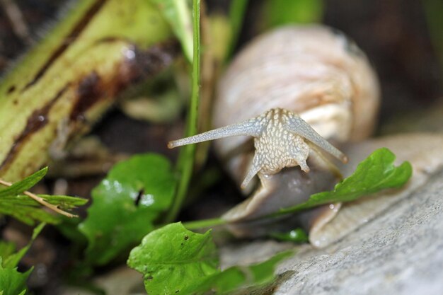 写真 オーガニックガーデンで食料を探しているブドウ畑のカタツムリ