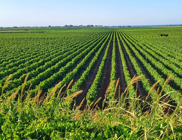 Vineyard in South Italy, Puglia