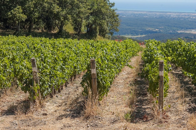 Vineyard structure