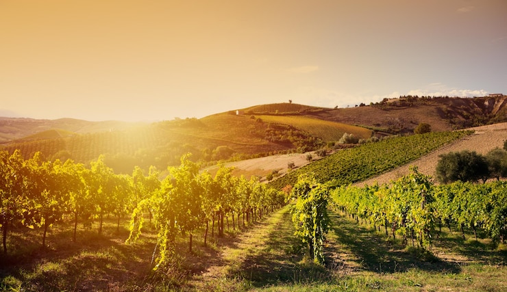 Photo vineyard in summer on sunset agriculture and farming